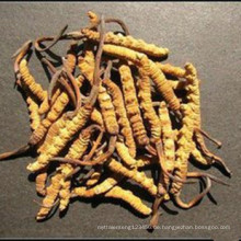 Cordyceps